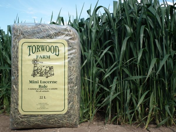 Torwood Farm - Mini Lucerne Bale