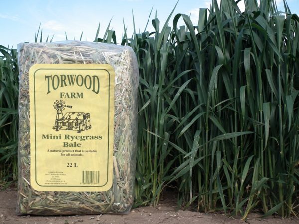 Torwood Farm - Mini Ryegrass Bale