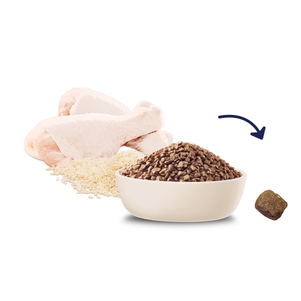 Advance - Kitten - Chicken - Image 9