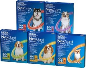 heartworm nexgard spectra dogs heartworm nexgard spectra dogs