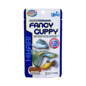 Hikari - Fancy Guppy