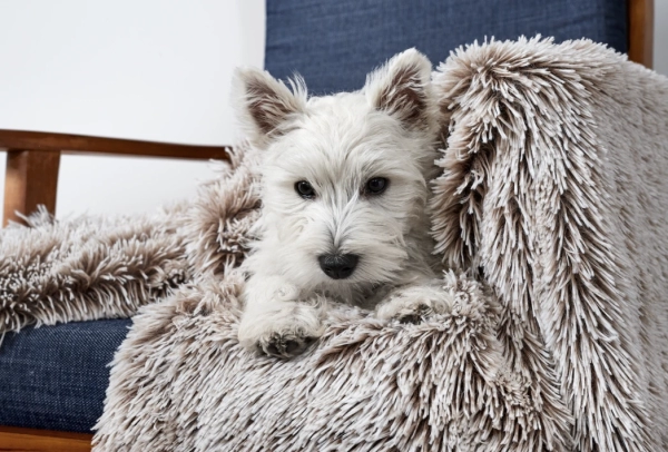 Snooza - Calming Cuddler Blanket - Mink - Image 3