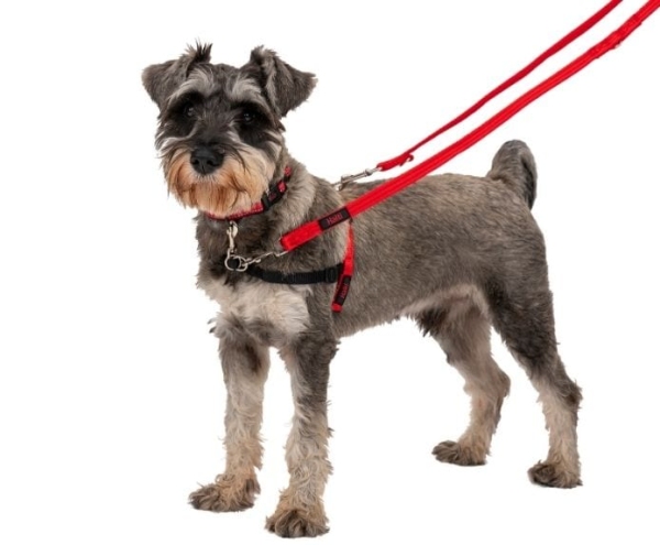 Company of Animals - Halti - Front Control Harness - Image 6