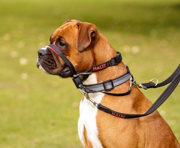 Company of Animals - Halti - Optifit Headcollar - Image 6