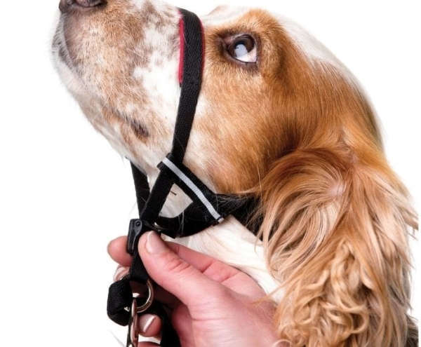 Company of Animals - Halti - Optifit Headcollar - Image 7