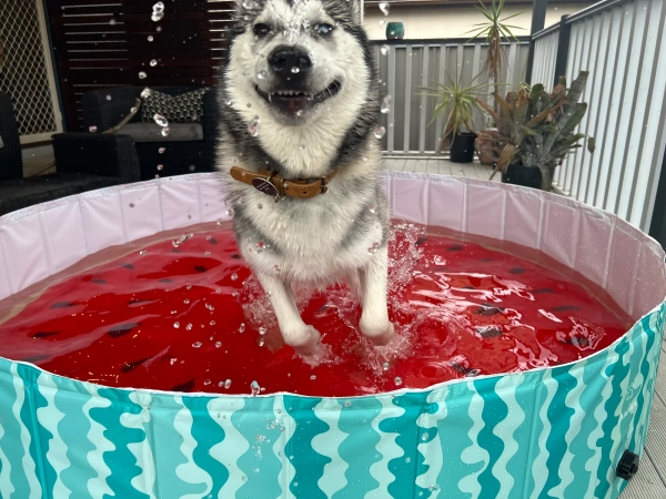 Charlie's - Portable Pet Pool - Watermelon - Image 2