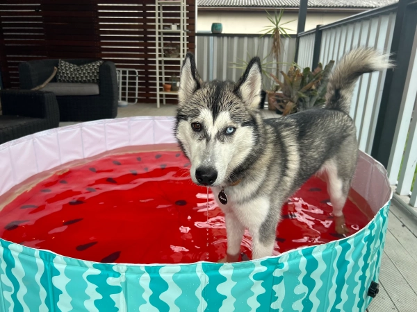 Charlie's - Portable Pet Pool - Watermelon - Image 3