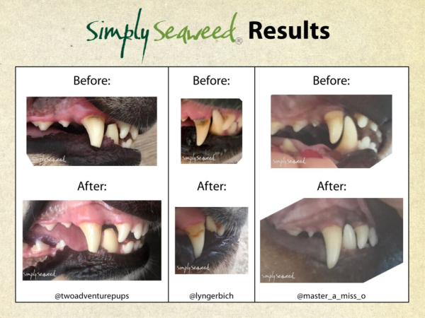Simply Seaweed - Dental Supplement - Image 6