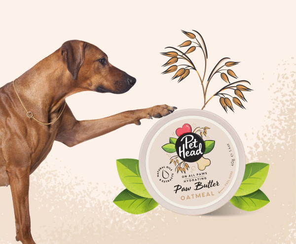 Pet Head - On All Paws - Image 4
