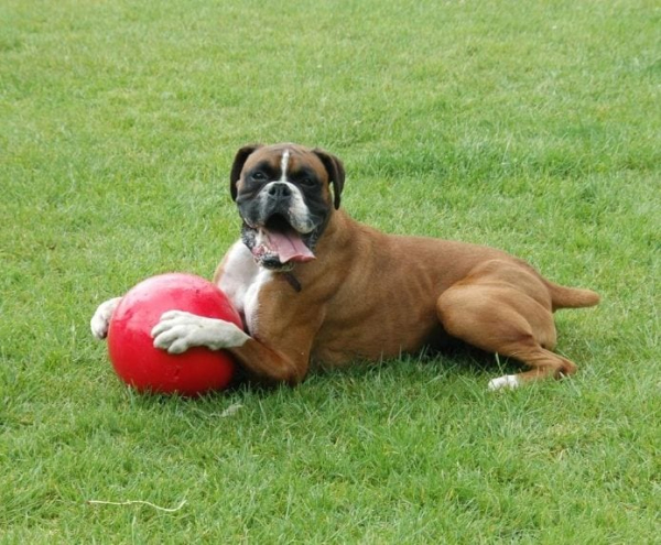 Company of Animals - Boomer Ball - Image 4