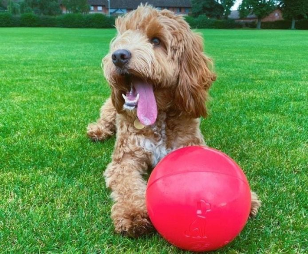 Company of Animals - Boomer Ball - Image 5