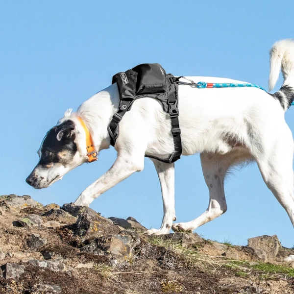 Kurgo - Stash n' Dash Harness - Image 6