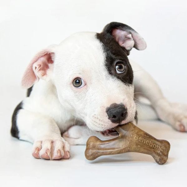 Benebone - Bacon Puppy Wishbone - Image 6