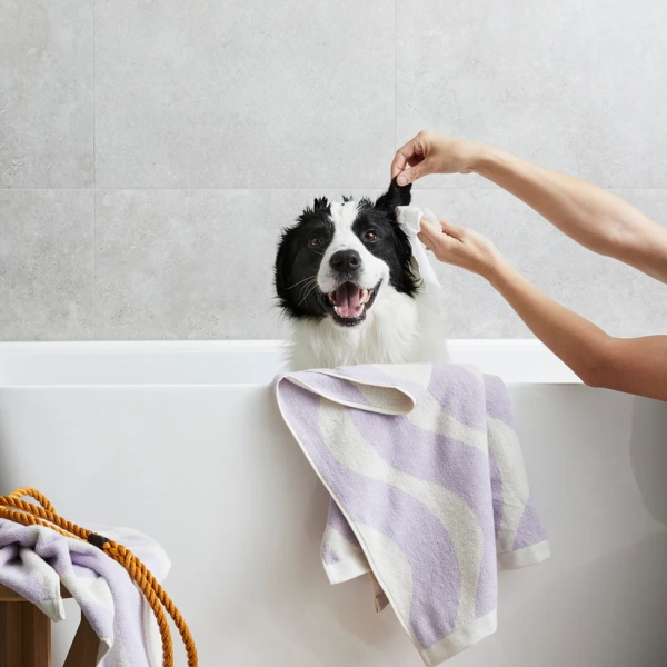 Squeaky - Probiotic Pet Ear Wipes - Image 3