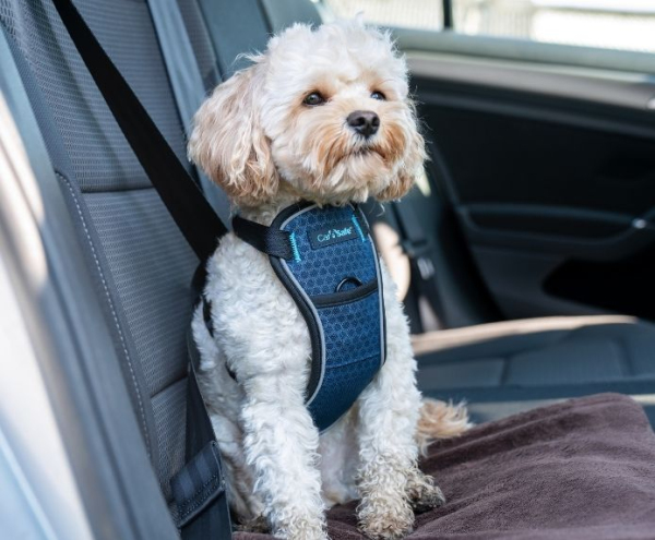 CarSafe - Crash Tested Harness - Blue - Image 7
