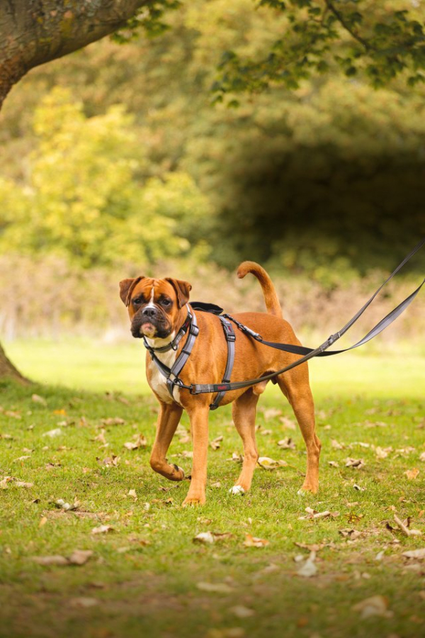 Company of Animals - Halti - Walking Harness - Black - Image 5