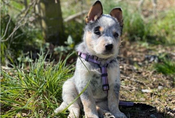 Company of Animals - Halti - Walking Harness - Purple - Image 5