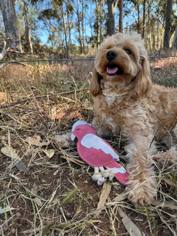 Georgie Paws - Gav the Galah - Image 2