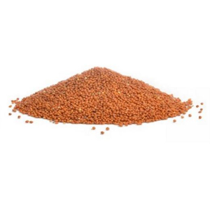 Falcon Seeds - Red Panicum