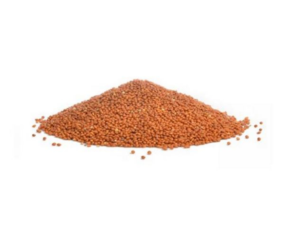 Falcon Seeds - Red Panicum