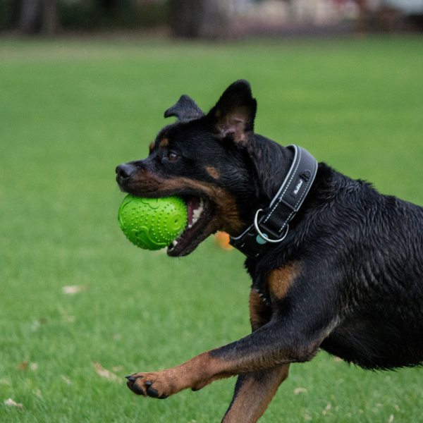 RUFF Play - Rubber Squeaker Ball - Image 6