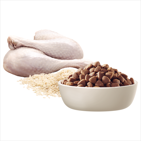 Advance - Adult Dog - Large Oodles - Image 4